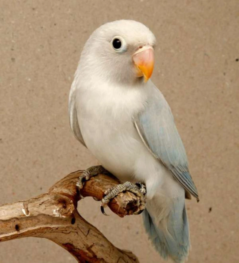 Agsapornis hnědohlavý