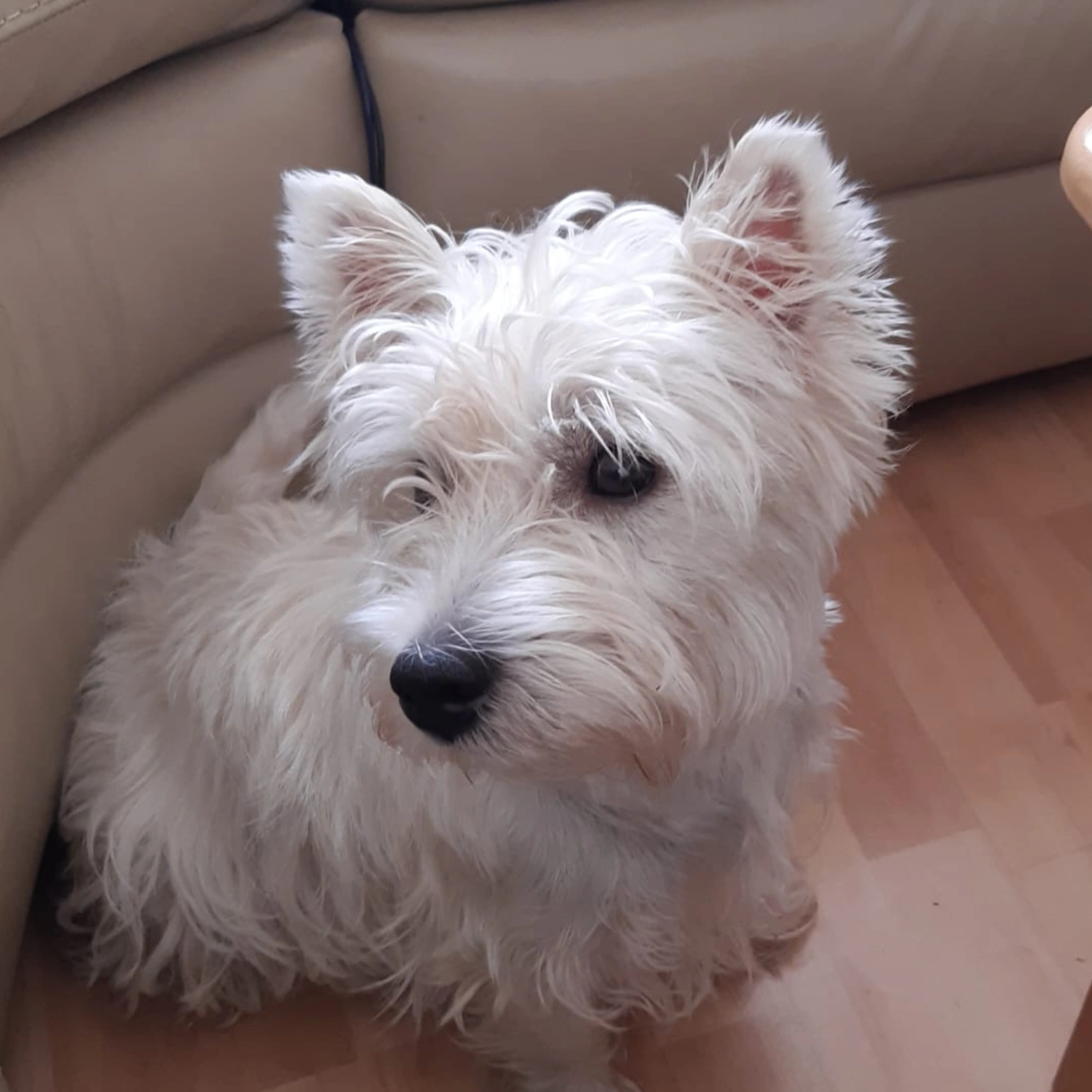 Westík