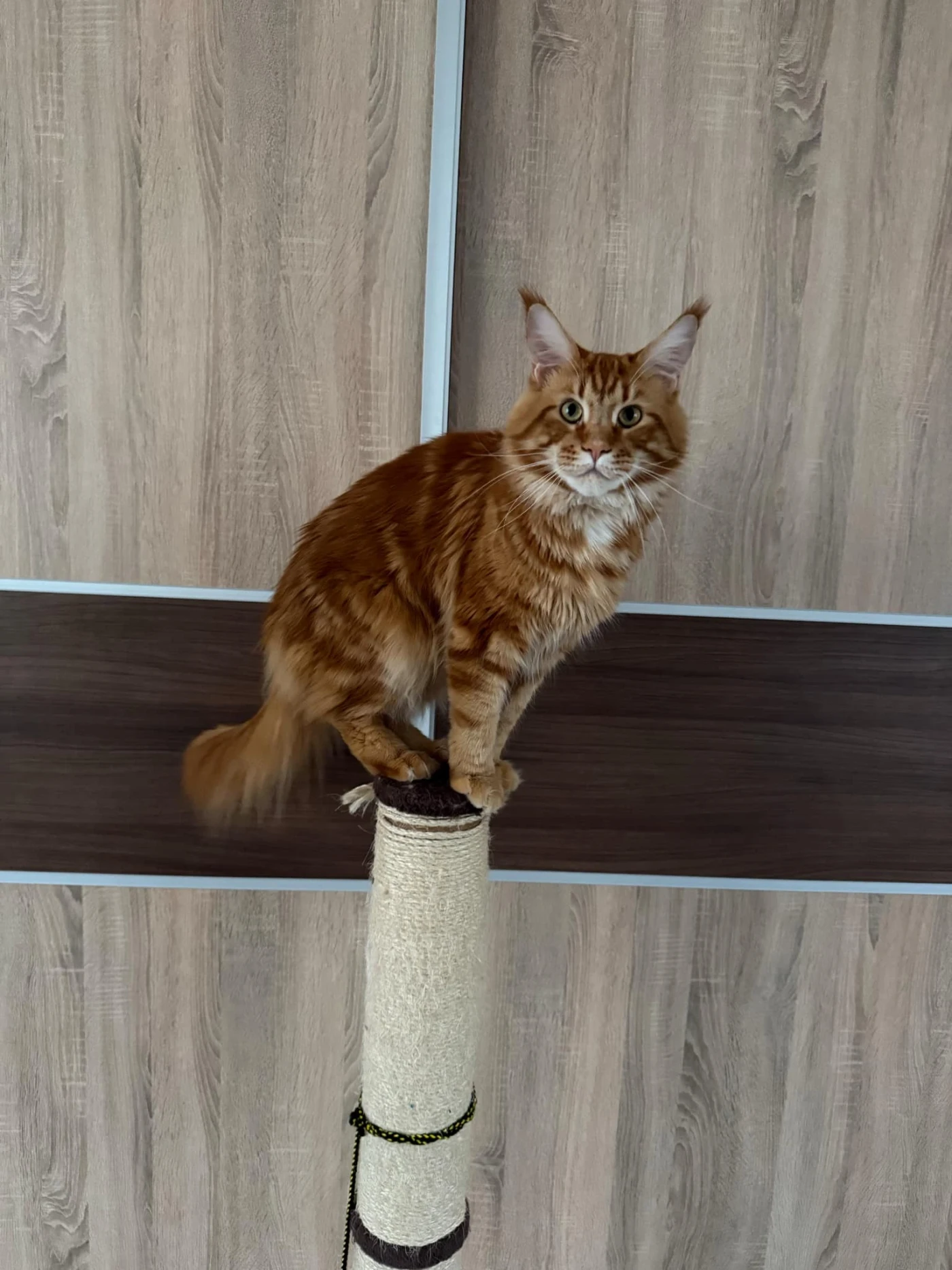 Krytí Mainský mývalí kocourek po rodičích UA RU Mainská (PP)