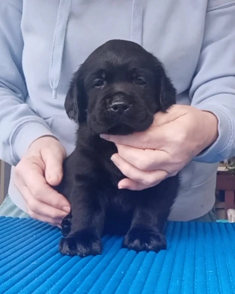 Štěňata Labrador Retriever s PP