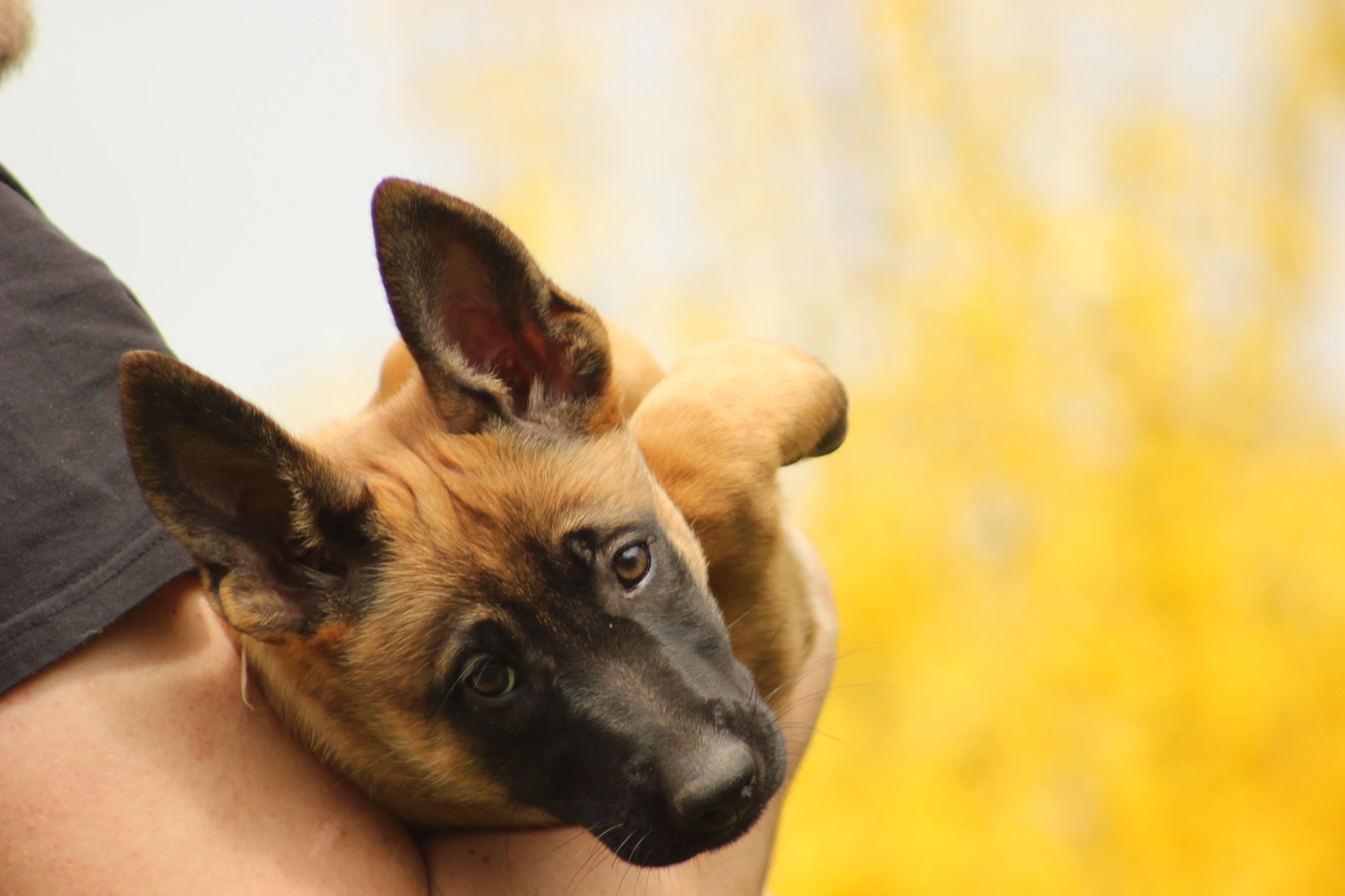 Belgický ovčák malinois