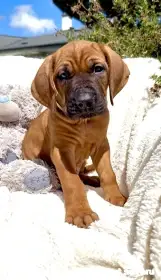 Tosa inu - veselá, mazlivá štěňátka s PP