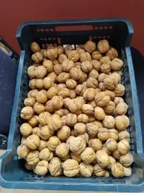 Vlašské a lískové ořechy neloupané