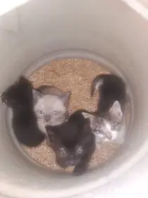 Koťata k adopci