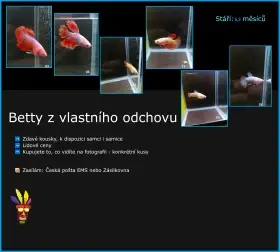 Betta Splendens - Betta bojovnice (odchov)