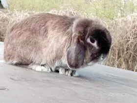 Volný Mladý sameček - zakrslý beránek MiniLop - Kuní Hnědá