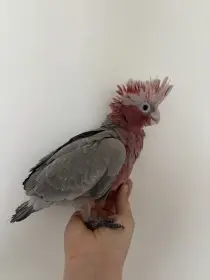 Kakadu ružový