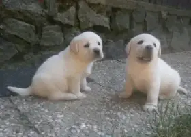 Labrador štěňátka s PP fenka i pejsek k rezervaci
