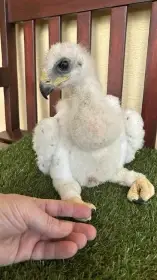 Predám tohoročného samca orla skalného