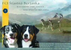 Appenzellský salašnický pes s PP