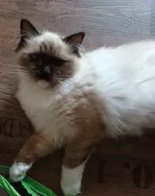 Kočička ragdoll s PP