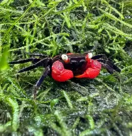 Geosesarma Hagen (Red Devil)