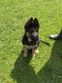 Fenka