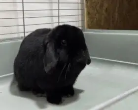 Černý 8 měsíční Sameček MiniLop -( Chov / Mazlík )