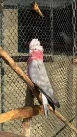 Kakadu růžový