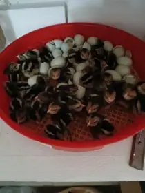 Prodám kuřátka Arakaun