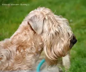 PRODEJ štěňat Irish soft coated wheaten terrier - léto 2025
