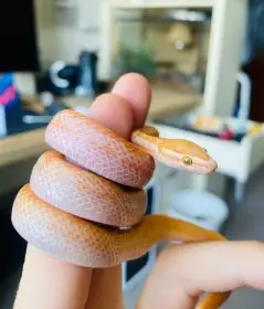African house snake albino