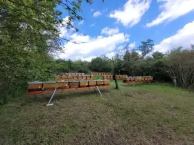 Včelí oddělky