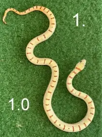 Lampropeltis