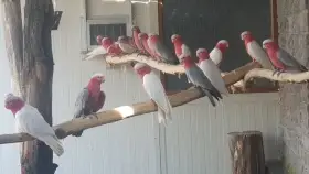 Kakadu lutino / ružový