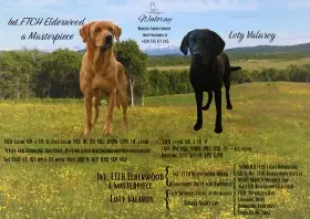 Field Trial Labrador Retriever