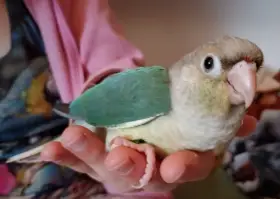 Pyrura zelenolící