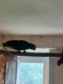 Prodám páru Elektus Polychrolos