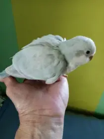 Miminka Mníška šedého