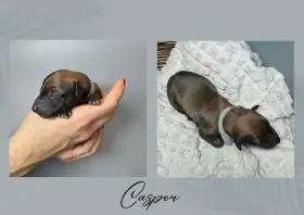 Štěně vipet/wippet/chrt s PP