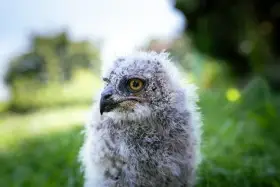 Výr africký (Bubo africanus)