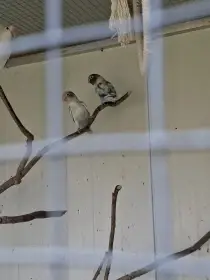 Agapornis škraboškový
