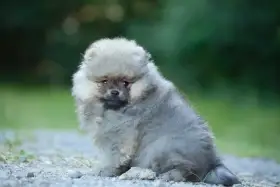 Pomeranian s PP