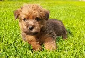Norfolk terrier