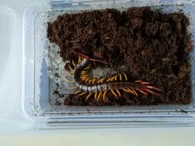 Scolopendra dehaani