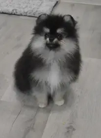 Štěně pomeranian s PP