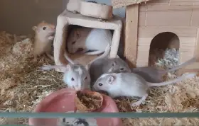 Mláďata pískomila