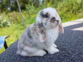 Kouzelná Miminka Anglický Zakrslý Beránek MiniLop✅