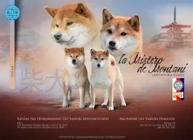 Štěňátka Shiba Inu s PP