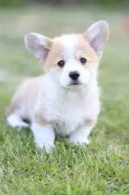 Corgi pejsek s výstavním potenciálem na prodej