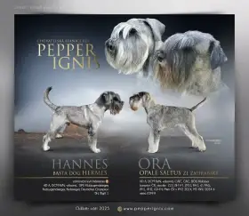 Knírač střední pepř a sůl štěňata s PP, chovatelská stanice Pepper Ignis