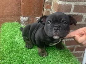 Zadám štěňata American bully exotic-micro