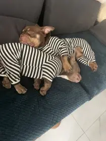 Zadám štěňata American bully exotic-micro