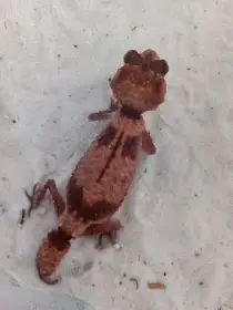 Nephrurus wheeleri cinctus
