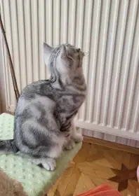 Kočička whiskas