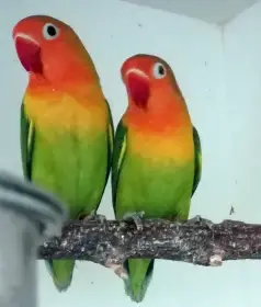 Agapornis Fišerův