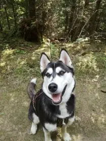 Šteňata sibiřský husky fenky