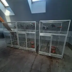 Žako velký 6,6