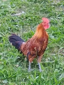 Kohouti České zlaté kropenky
