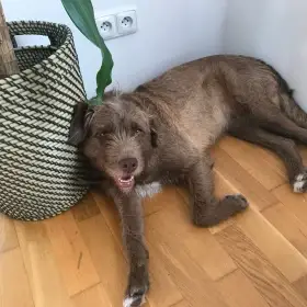 Parťák, hlídač a cestovatel - Karamelka